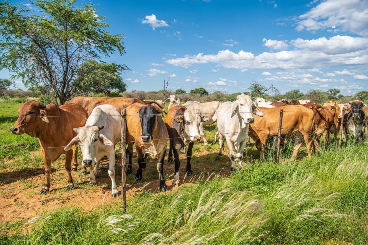 Farmstay Okakeua Okahandja Dış mekan fotoğraf