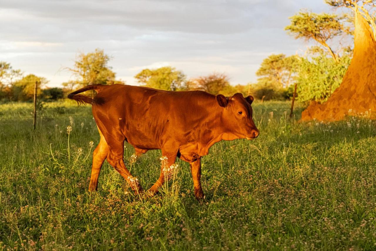 Farmstay Okakeua Okahandja Dış mekan fotoğraf